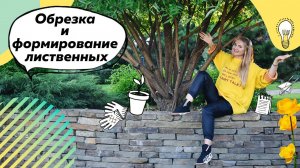 Обрезка и формирование кроны лиственных | Форма зонт | Композиция из лиственных