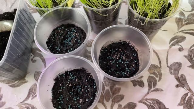 Как вырастить КРУПНЫЙ ЛУК из семян Без пикировки смотреть онлайн