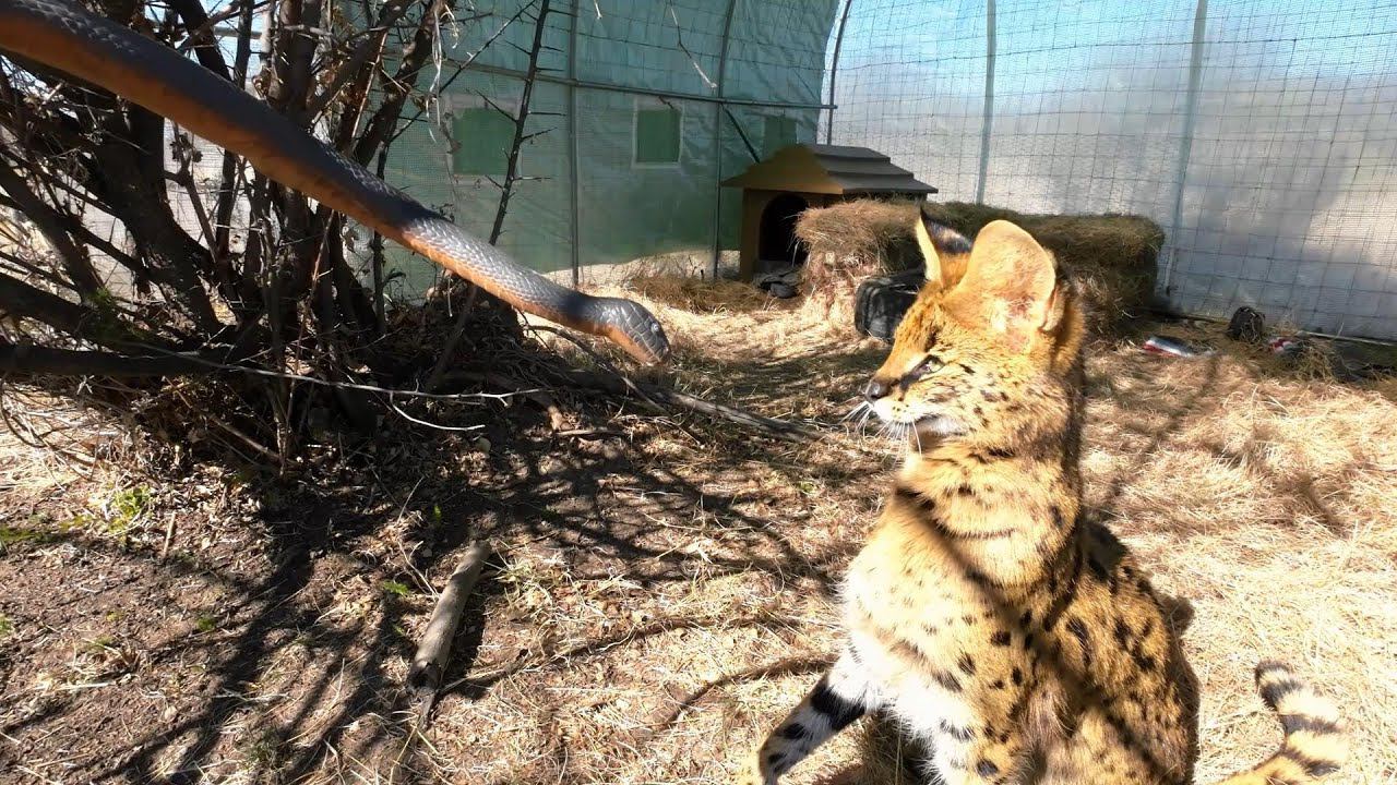 Сервал против игрушечной змеи. смотреть онлайн