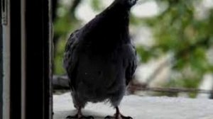 Голубь стучит в окно  к чему это