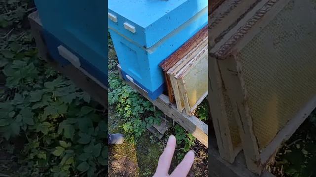 первое расширение гнезда до 10 рамок смотреть онлайн