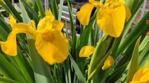 БОЛОТНЫЙ ИРИС ИЛИ ФИАЛКОВЫЙ КОРЕНЬ