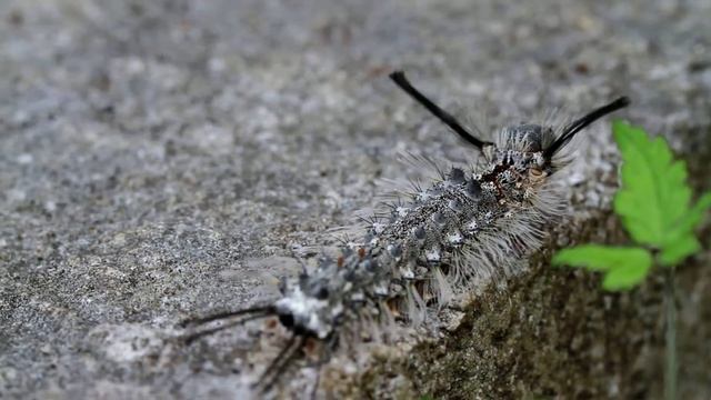 カシワマイマイ（Lymantria mathura） смотреть онлайн