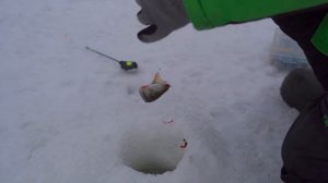 Окунь зимой | Подводная съемка | Рыбалка на Финском заливе