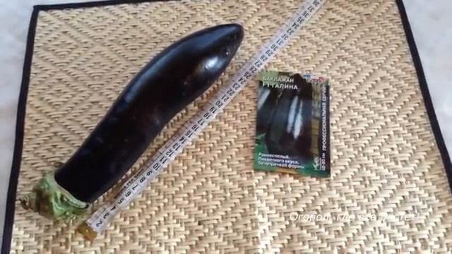 Обзор 8 сортов баклажанов.mp4 смотреть онлайн