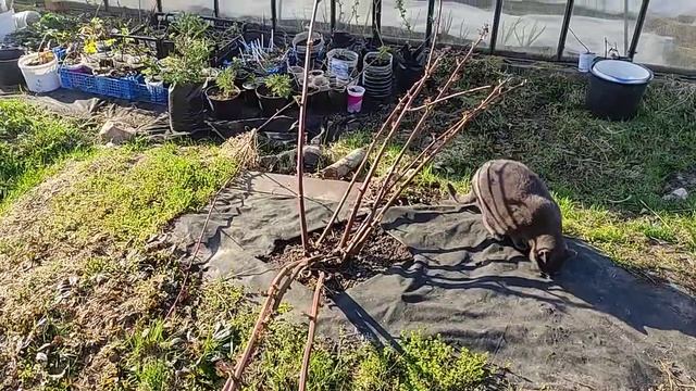 Ежевика где посадить