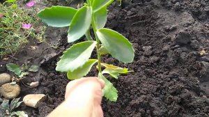 Очиток Видный.Размножение летом.