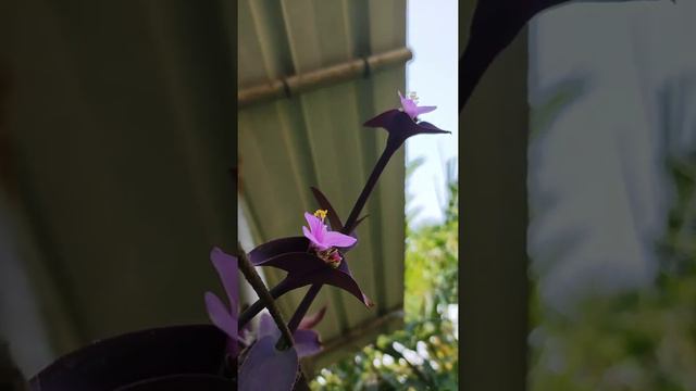 The Purple Heart.. (Tradescantia) смотреть онлайн