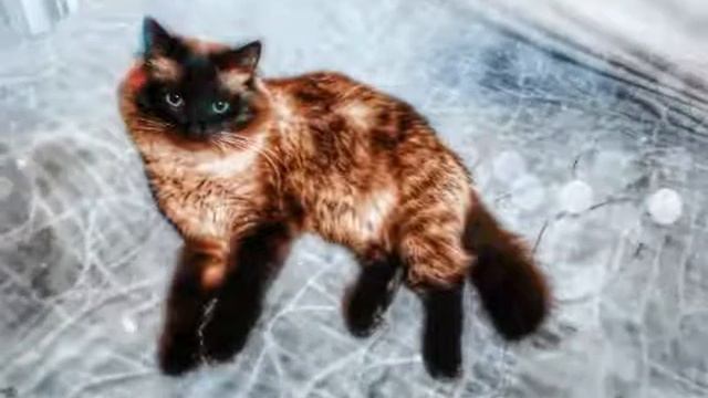 Кот по кличке "Барсик".Порода невская маскарадная. смотреть онлайн