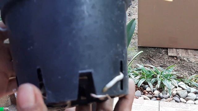 UNBOXING CATTLEYA - MAXIMA COERULEA - SERGIORA YOKOSUKA - INTERMEDIA ORLATTA смотреть онлайн