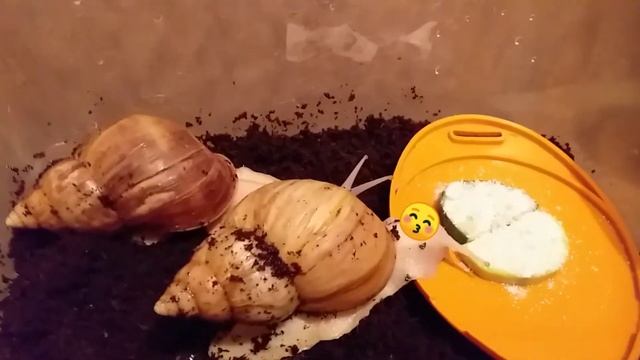 Яйца улиток ахатин!!! Мои африканские животные❤❤? смотреть онлайн