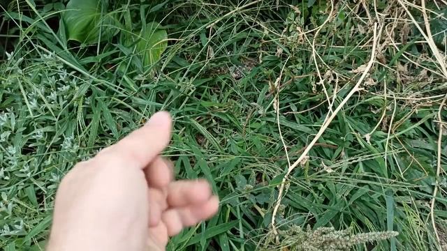 Процесс заточки ножей при помощи обычного оселка смотреть онлайн