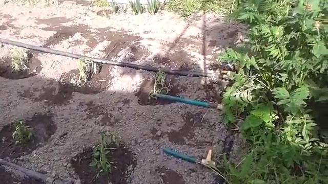 Струйный полив. Новая система полива.