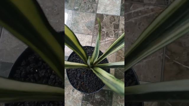 Sansevieria Trifasciata 'Bantels Sensation'