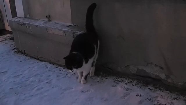 Пенза, кошка ищет дом в добрые руки волонтеры животные PC220067 смотреть онлайн