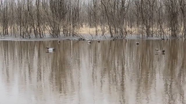Чирок трескунок селезень смотреть онлайн