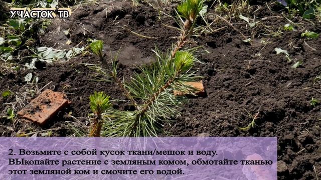 Посадка Сосны из Леса - Пересадка Сосны - Посадка Сосны смотреть онлайн
