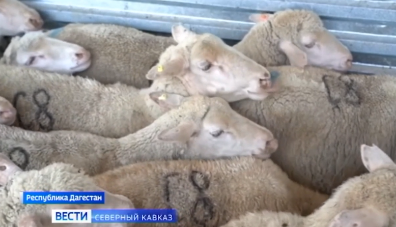 В Дагестане вывели молочную породу овец смотреть онлайн