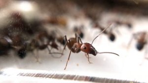 РЫЖИЙ РЕАКТИВНЫЙ МУРАВЕЙ - САМАЯ ДОСТУПНАЯ ЭКЗОТИКА | Camponotus nicobarensis