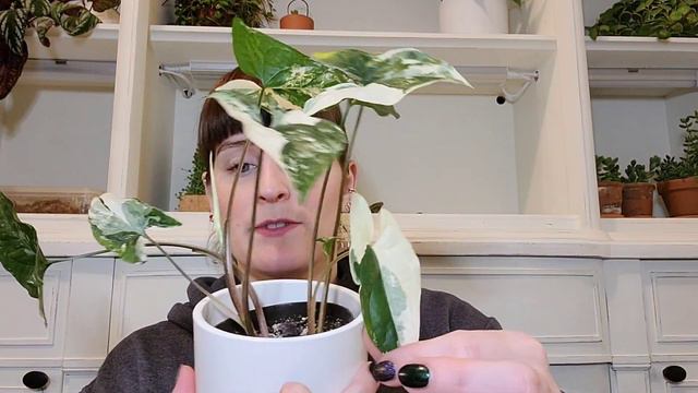 My Syngonium Collection