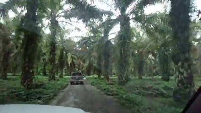 Банановые плантации смотреть онлайн