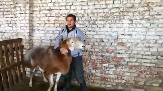ПЕРВЫЙ СОРТ ГИСАР ПАЧТИ 200 КЛГРАМ смотреть онлайн