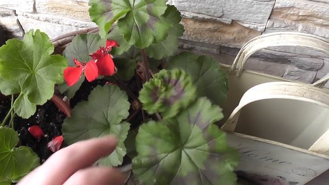 Пеларгония сортовая. Герань с красивыми листьями. смотреть онлайн