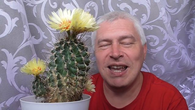 Сегодня 5 июля 2021 год. У меня цветёт кактус, у кактуса много цветов, жёлтые цветы смотреть онлайн