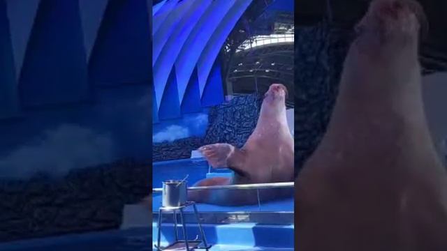 Гигантский морской Лев) смотреть онлайн