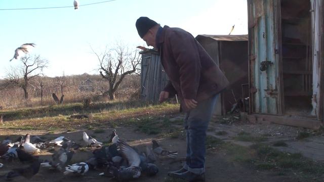 МОИ ГОЛУБИ!!! ЕСТЬ ПОТЕРИ. 13.11. 21г. смотреть онлайн