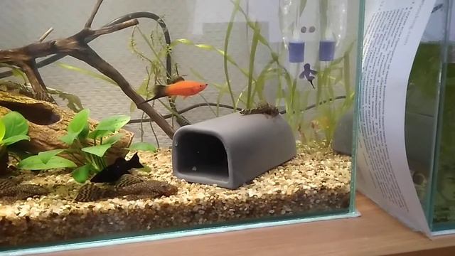 Бои не на жизнь, а на смерть... Меченосец и Пецилия Микки Маус. смотреть онлайн