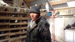 Как я опредиляю  лётного голубя.