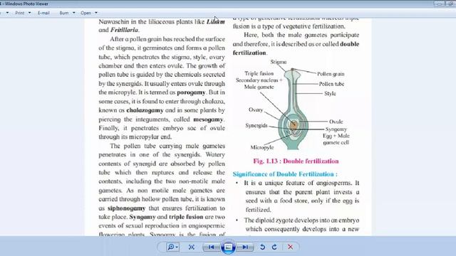 Development Of Endosperm & Embryo