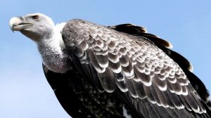 Гриф - интересные факты