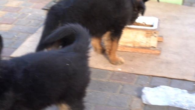 КОРМЛЕНИЕ ЩЕНКОВ Немецкой овчарки. Щенки от Умы. смотреть онлайн