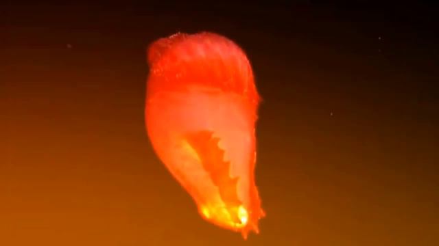 Challenger Deep|Марианская впадина смотреть онлайн