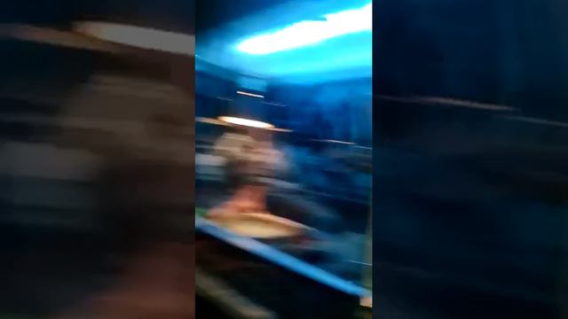 экскурсия по Челябинскому зоопарку смотреть онлайн