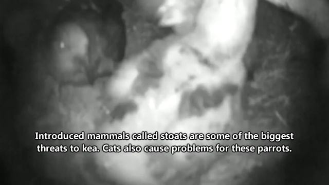 Kea Facts: the MOUNTAIN PARROT ? Animal Fact Files смотреть онлайн