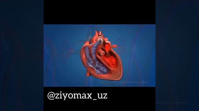 Qon Aylanish Sistemasi 3D O'zbek tilida ? смотреть онлайн