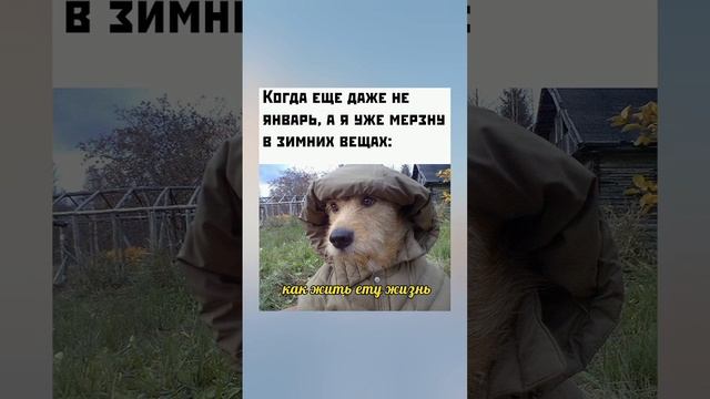 КАК ЖИТЬ ЭТУ ЖИЗНЬ ? #мемы #приколы #memes #мем #анекдоты #ржака #смешно #угар #переписка #собака смотреть онлайн