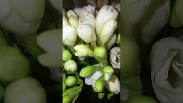 Ֆրեզիա։ Фрезия. #freesia #spring #flowers #цветы смотреть онлайн
