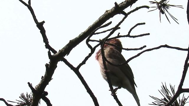 Что за птица? - ЧЕЧЕВИЦА Голоса птиц смотреть онлайн