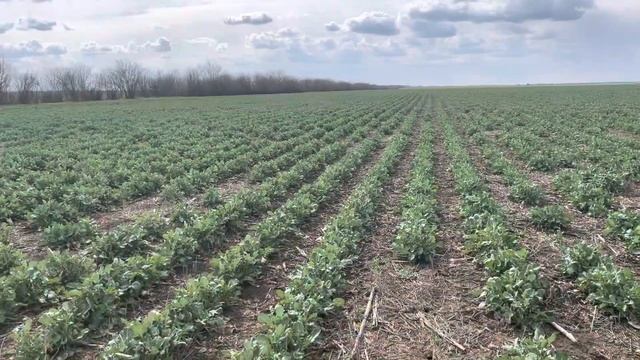 @Рапс уже в фазе цветения!!! Шок!!! смотреть онлайн