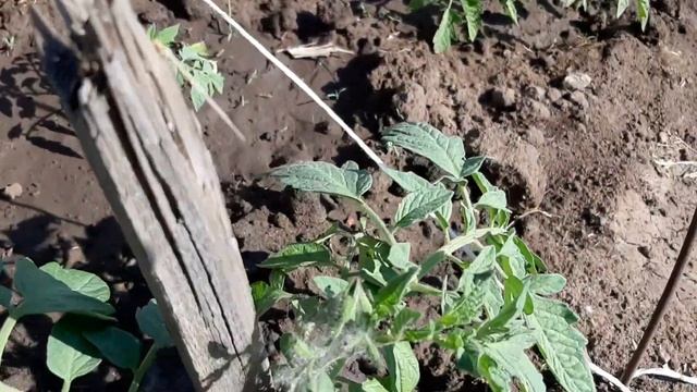 Работа на даче. Теплица своими руками смотреть онлайн