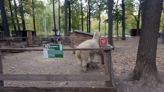 Типа ламы смотреть онлайн