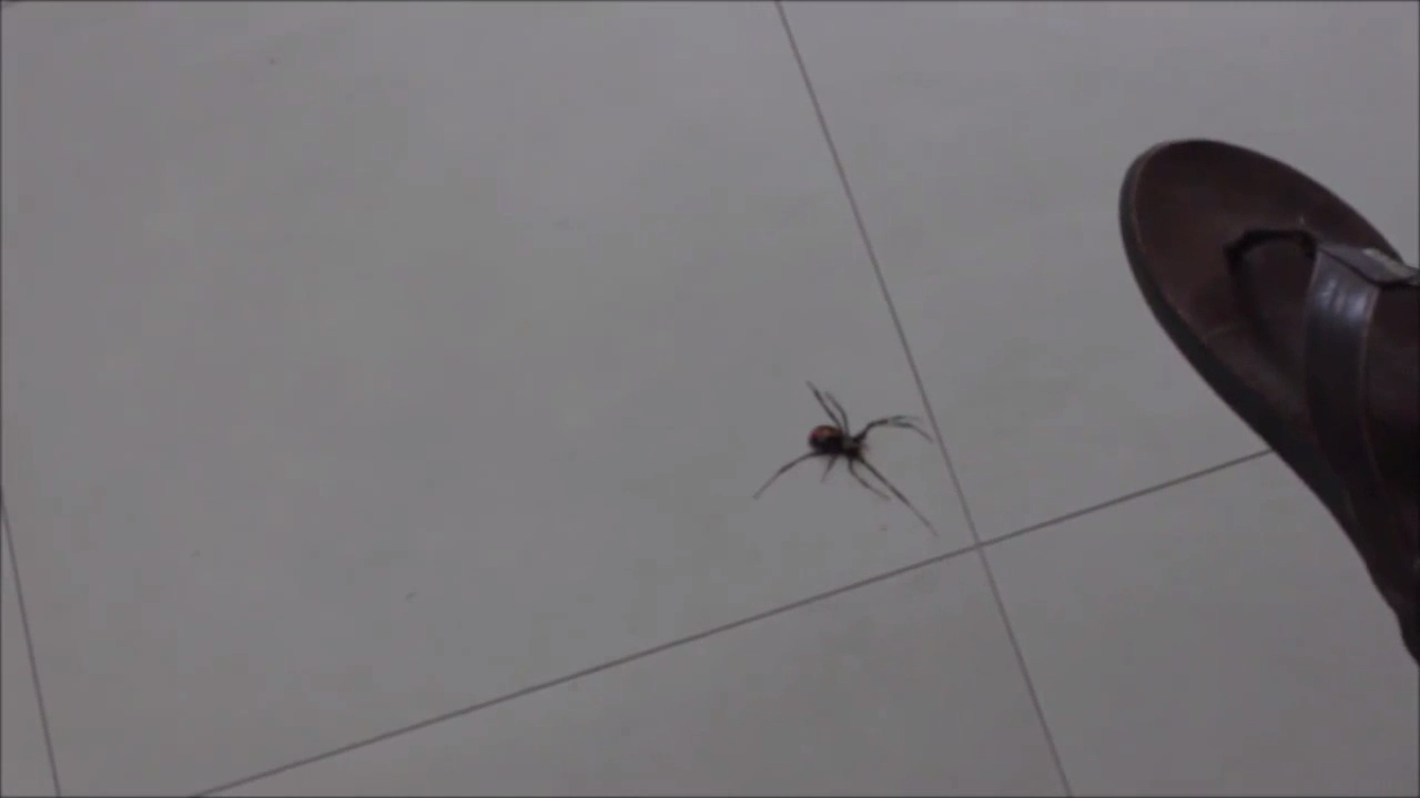 сюрприз от паука смотреть онлайн