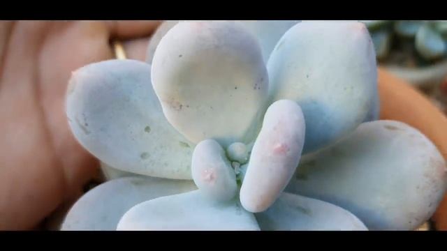 Pachyphytum Oviferum, Pachyphytum Glutinicaule e sedum Craigii, #Suculentas, qual o segredo/cultivo смотреть онлайн