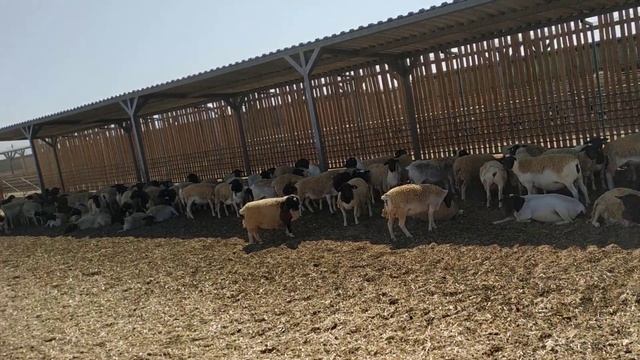 Дорперы в Узбекистане, готовятся к продаже. Dorper Uzbekistonda sotishga tayyor. +998331128118 смотреть онлайн
