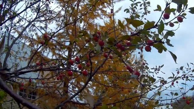 сбор урожая с китайки долго дача под Архангельском смотреть онлайн