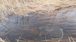 Рыбалка на самодельную морду (вершу)!